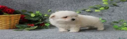 Bichón Maltés perros en venta: PRECIOSOS BICHON MALTES  LINEA TOY - Anuncio 10