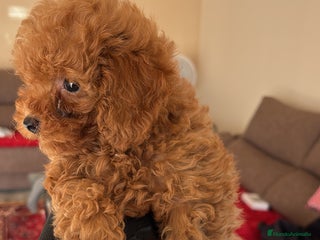 Caniche Toy perros caniche toy rojo - Anuncio 1