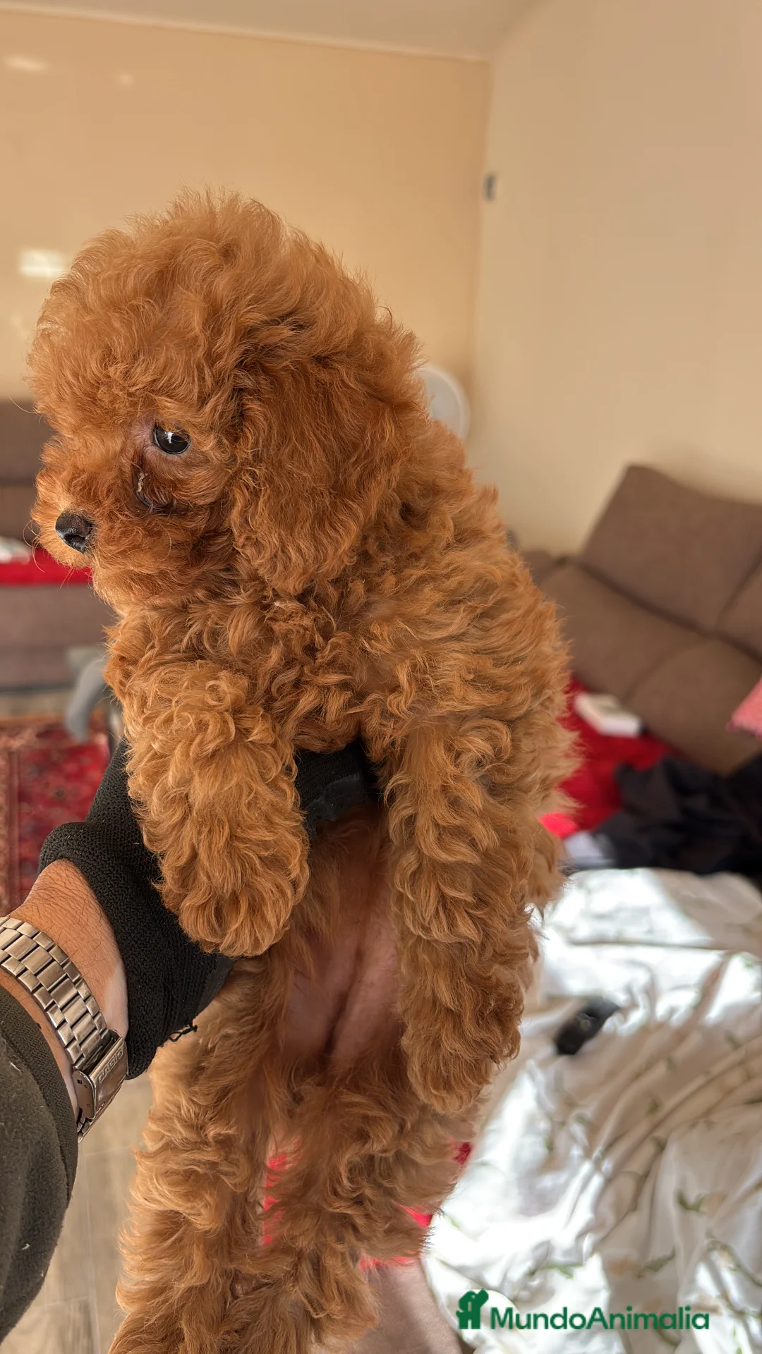 Caniche Toy perros en venta: caniche toy rojo  - Anuncio 1