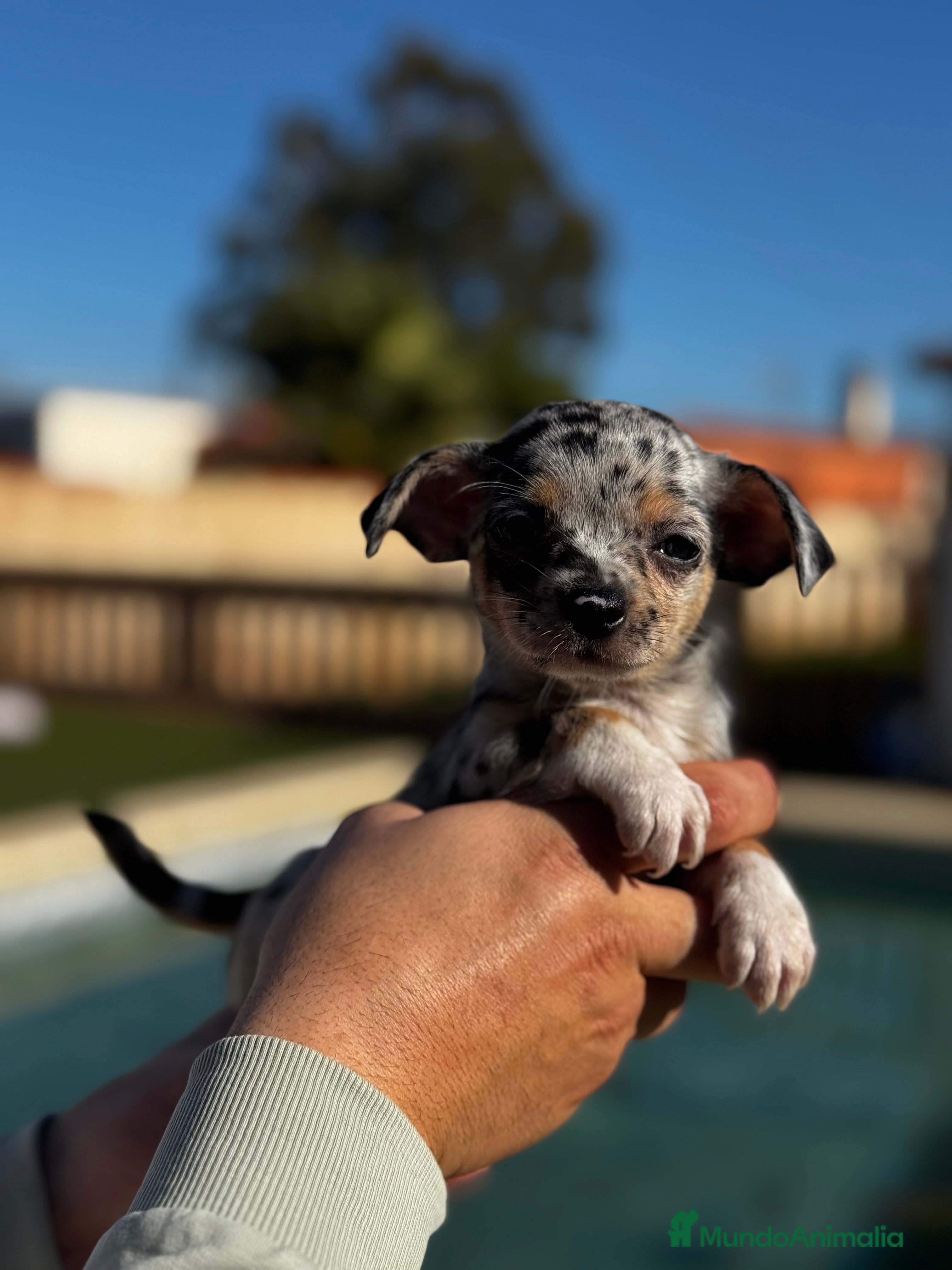 Chihuahua perros Chihuahuas  en Illes Balears - Anuncio 27