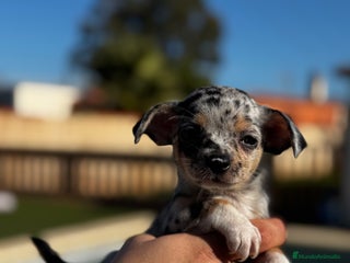 Chihuahua perros en Illes Balears - Anuncio 4