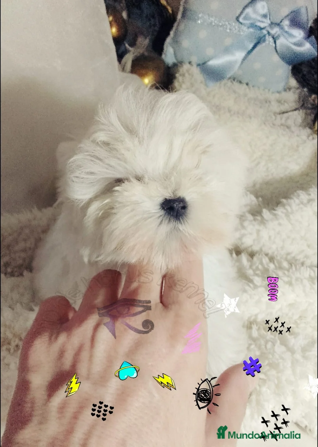 Bichón Maltés perros en venta: ‼️‼️PRECIOSA CAMADA DE BICHÓN MALTES COREANO TOY  - Anuncio 2