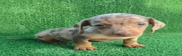 Teckel Miniatura perros en venta: Teckel kanichen  - Anuncio 6