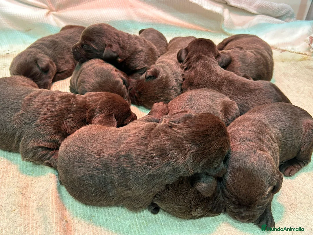 Labrador Retriever perros en venta: Labrador chocolate  - Anuncio 5