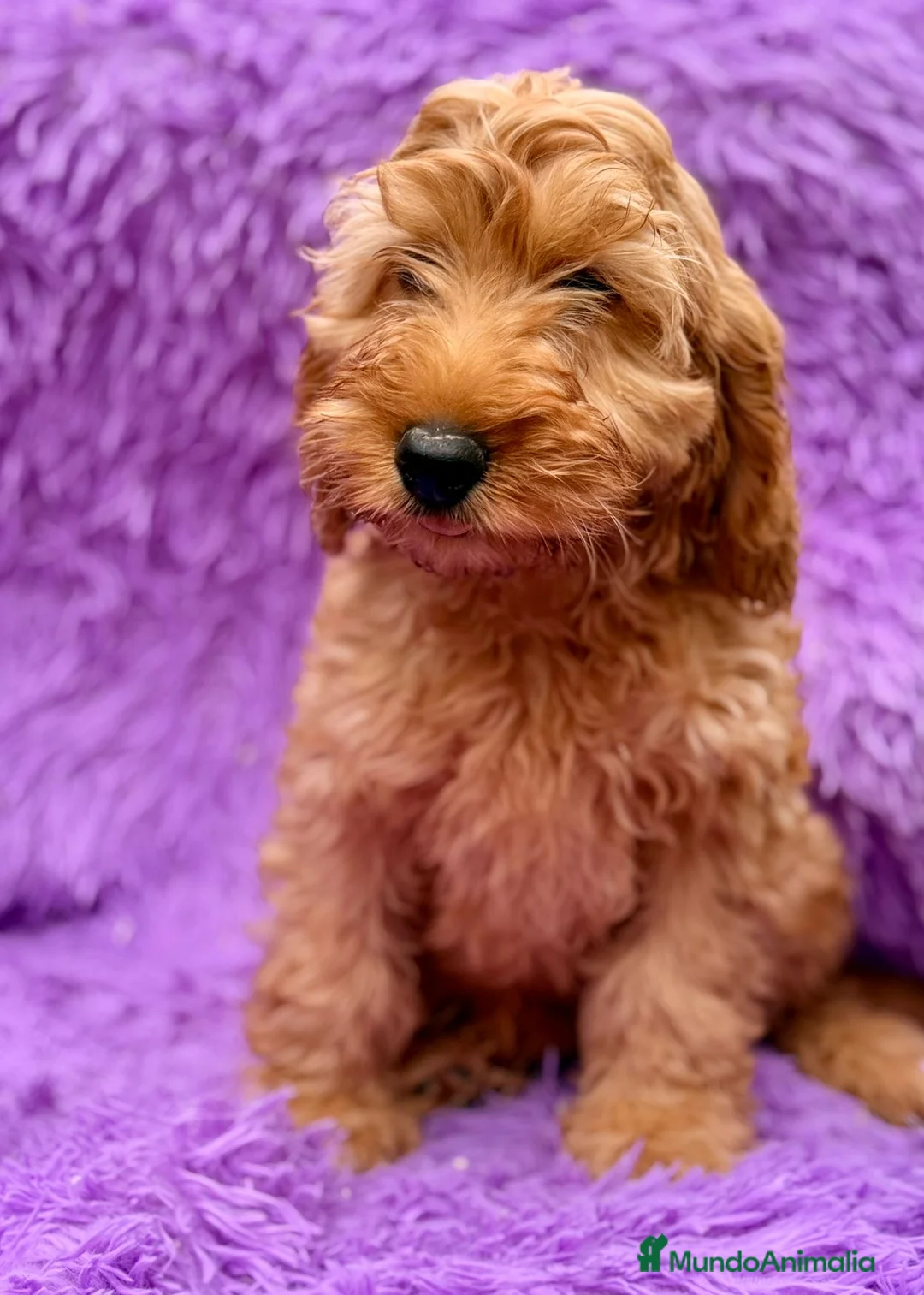 Cockapoo perros en venta: Cockapoo roja  - Anuncio 2