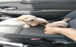 Caniche Enano perros en venta: Caniche  - Imagen 2