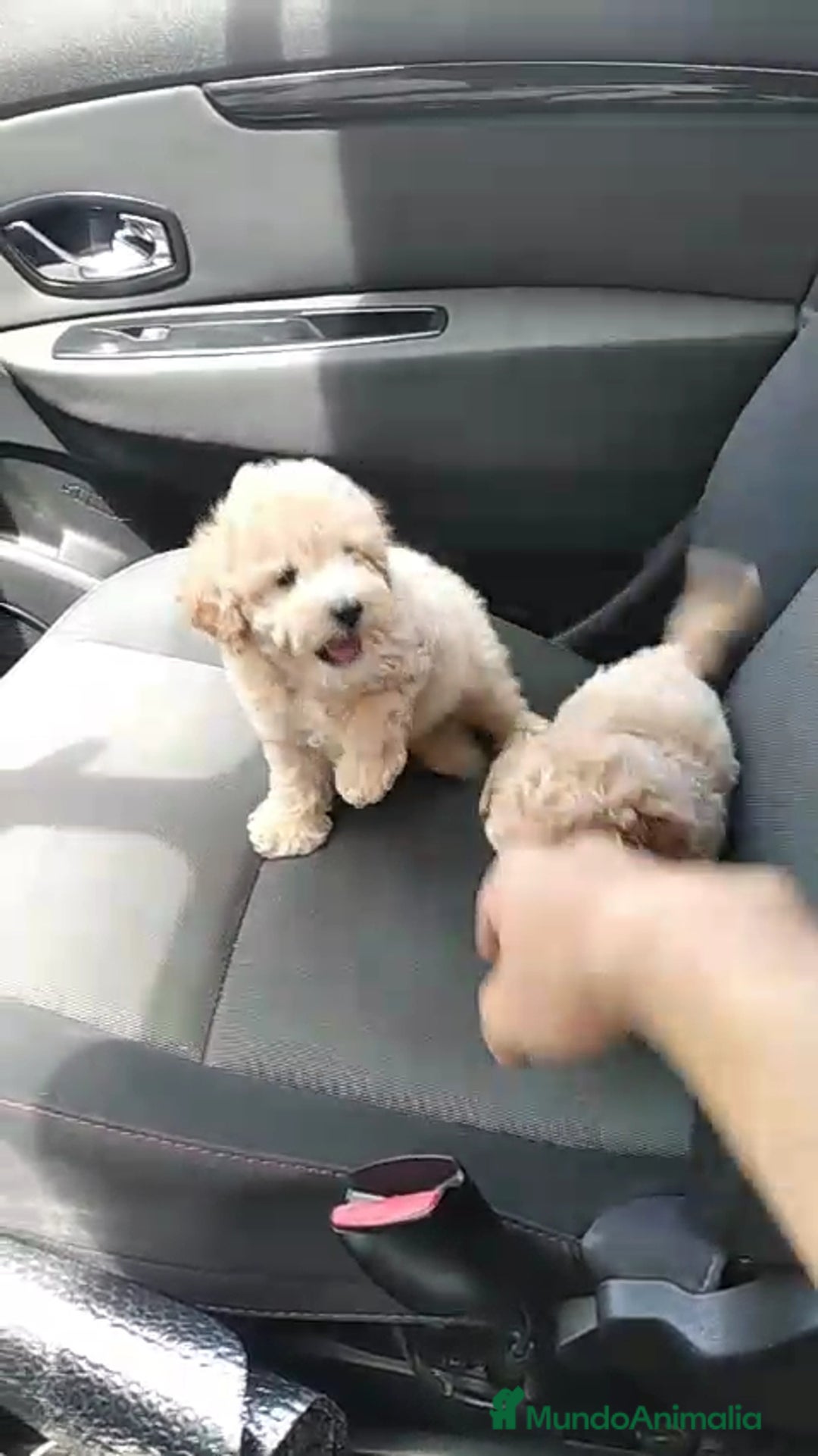 Caniche Enano perros en venta: Caniche  - Imagen 2