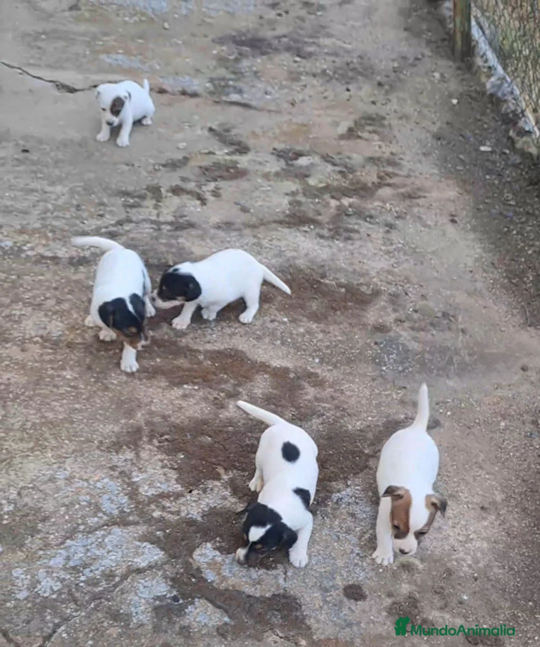 Jack Russell Terrier perros en venta: Jack russell  - Anuncio 6
