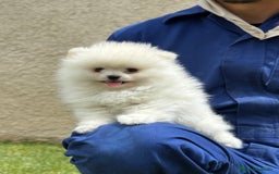 Pomerania perros en venta: Pomerania Miniatura, ejemplares blancos y crema - Imagen 16