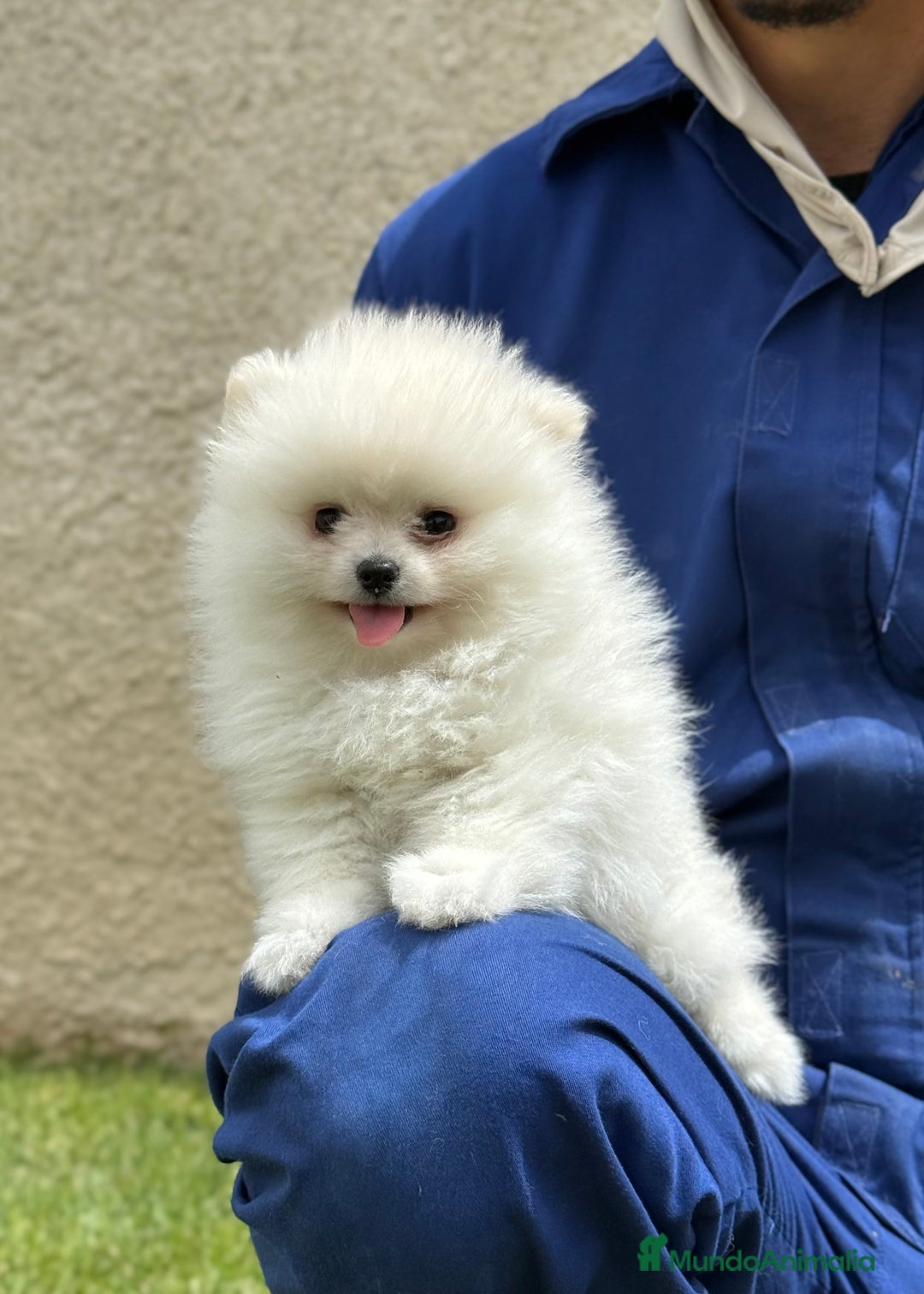 Pomerania perros en venta: Pomerania Miniatura, ejemplares blancos y crema - Imagen 16