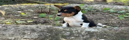 Basenji perros en venta: 🐾 Cachorros Basenji Exclusivos 🐾 - Anuncio 1
