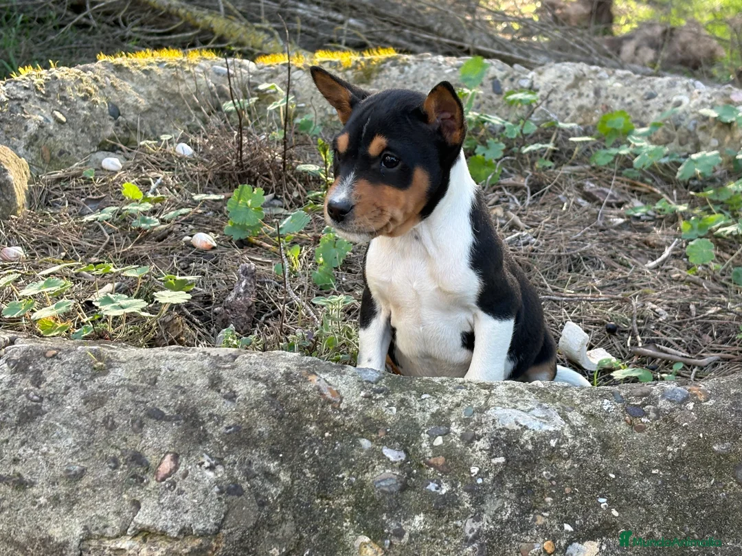 Basenji perros en venta: 🐾 Cachorros Basenji Exclusivos 🐾 - Anuncio 1