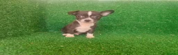 Chihuahua perros en venta: Chihuahua  - Anuncio 8