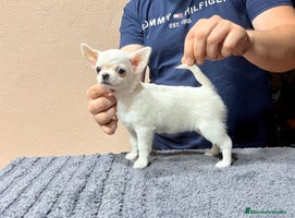 Chihuahua perros PRECIOSOS CHIHUAHUAS! - Anuncio 9