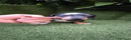 Teckel Miniatura perros en venta: preciosa camada teckel miniatura  - Anuncio 18
