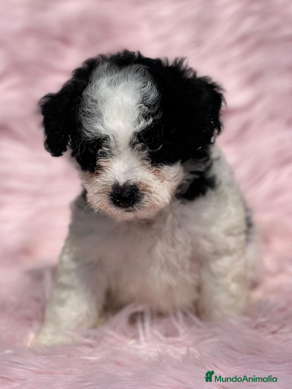 Perro de Agua Español perros PERRO DE AGUAL ARLEQUÍN DISPONIBLES en Barcelona - Anuncio 34