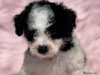 Perro de Agua Español perros PERRO DE AGUAL ARLEQUÍN DISPONIBLES en Barcelona - Anuncio 8