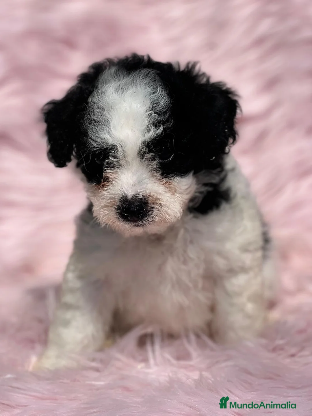 Perro de Agua Español perros en venta: PERRO DE AGUAL ARLEQUÍN DISPONIBLES en Barcelona - Anuncio 1