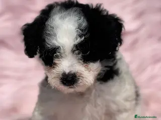 Perro de Agua Español perros PERRO DE AGUAL ARLEQUÍN DISPONIBLES en Barcelona - Anuncio 4