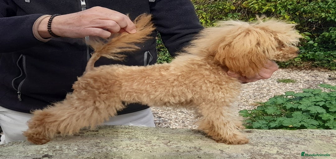 Imagen de galería {{count}}