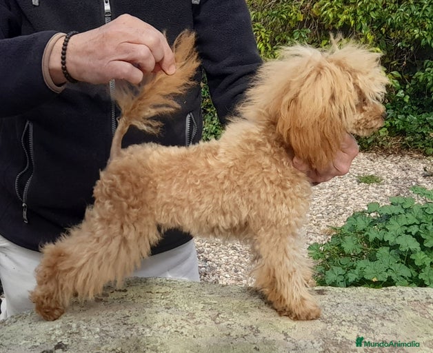 Imagen de galería {{count}}