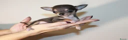 Chihuahua perros en venta: CHIHUAHUA - Anuncio 5