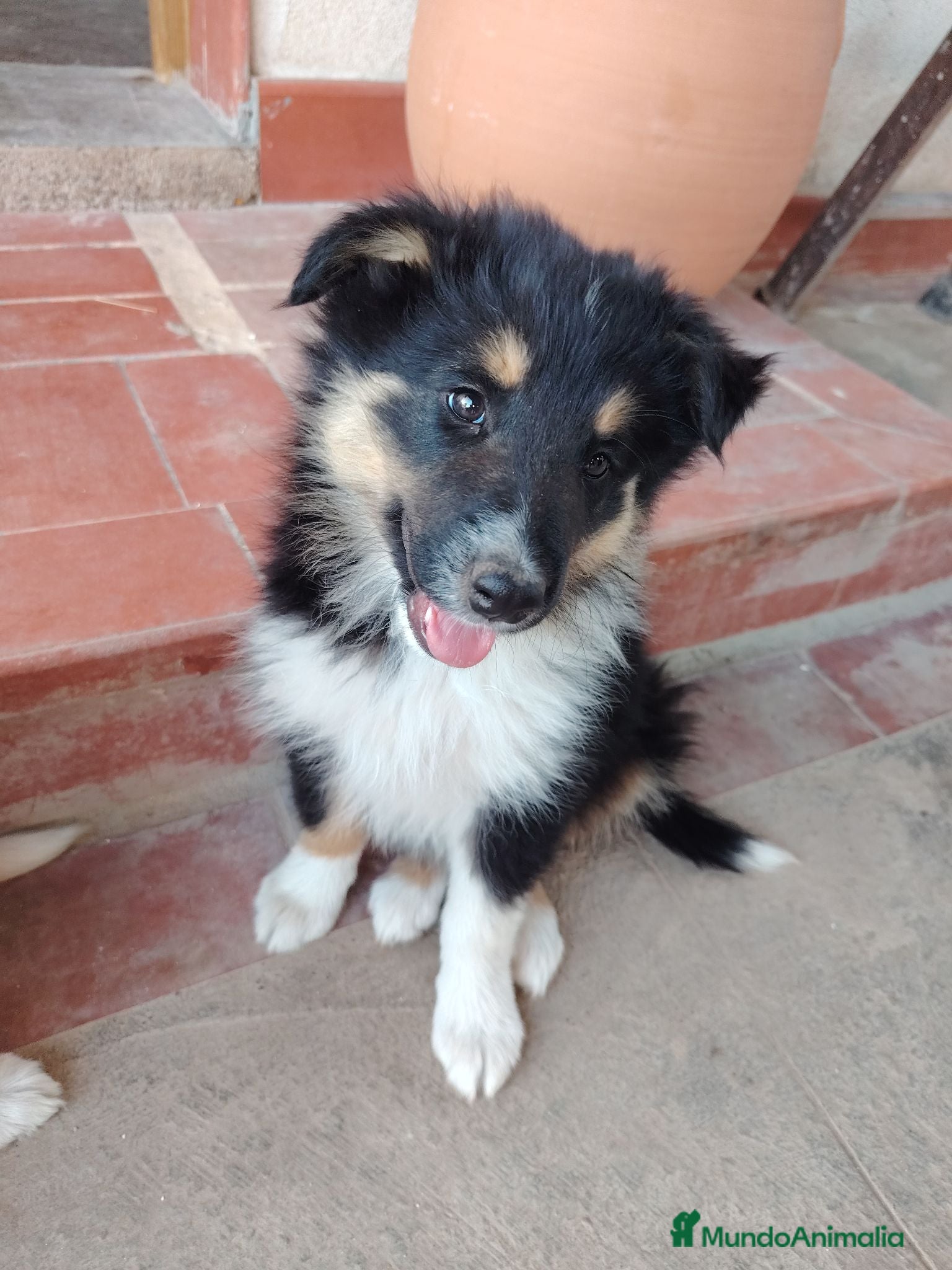 Collie de Pelo Largo perros Cachorros rough collie tricolor /collie pelo largo - Anuncio 24