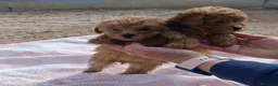 Caniche Toy perros en venta: CANICHES HEMBRITAS TOY ROJAS - Anuncio 6