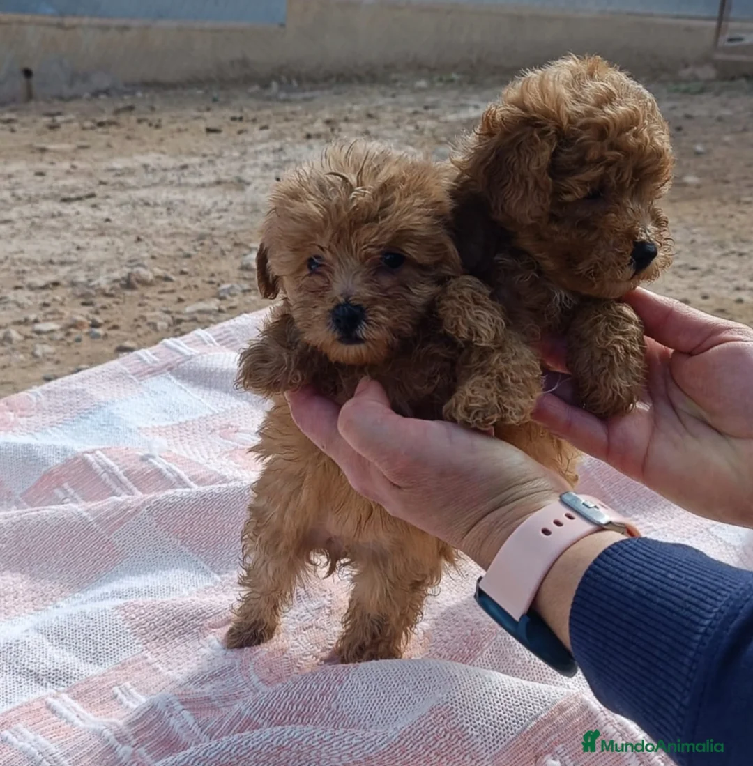 Caniche Toy perros en venta: CANICHES HEMBRITAS TOY ROJAS - Anuncio 6