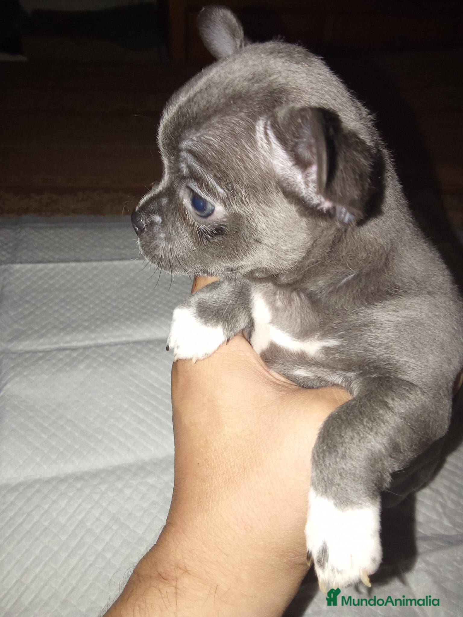 Chihuahua perros Chihuahua hembra  - Anuncio 1