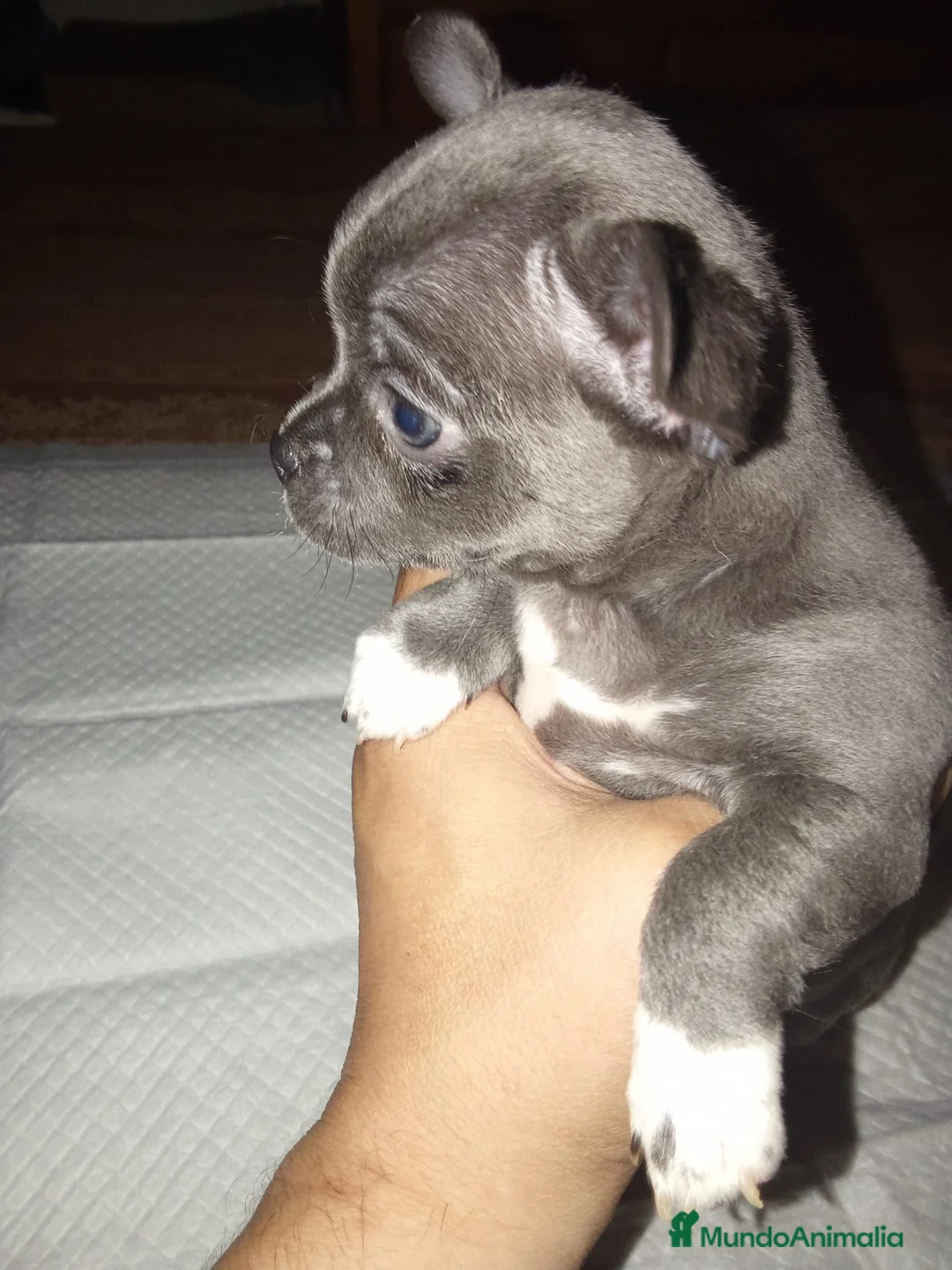 Chihuahua perros en venta: Chihuahua hembra  - Anuncio 1