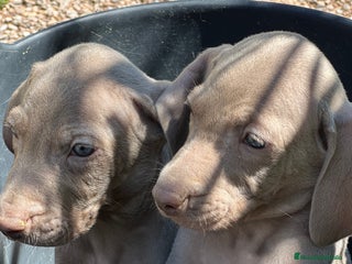 Weimaraner perros - Anuncio 8