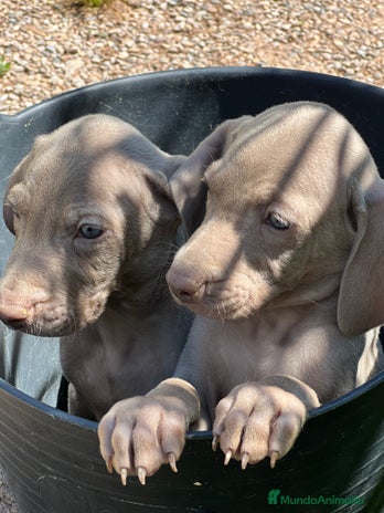Weimaraner perros - Anuncio 5
