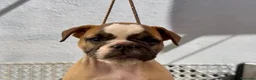 Bulldog Inglés perros en venta: Hembras de bulldog francés  - Anuncio 10
