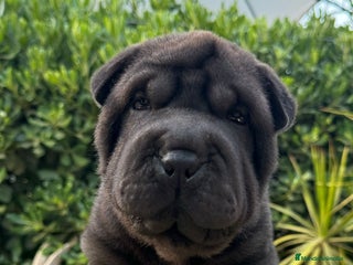 Shar Pei perros en Málaga - Anuncio 39