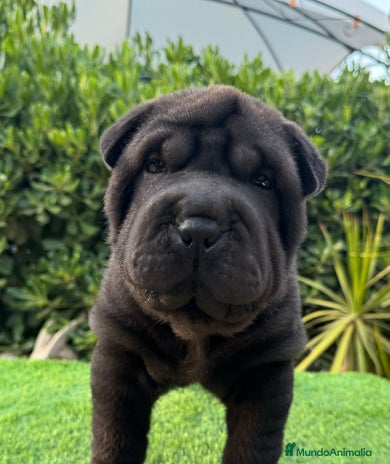 Shar Pei perros en Málaga - Anuncio 15