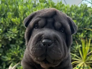 Shar Pei perros BEBES SHAR PEI LOS MEJORES en Málaga - Anuncio 36