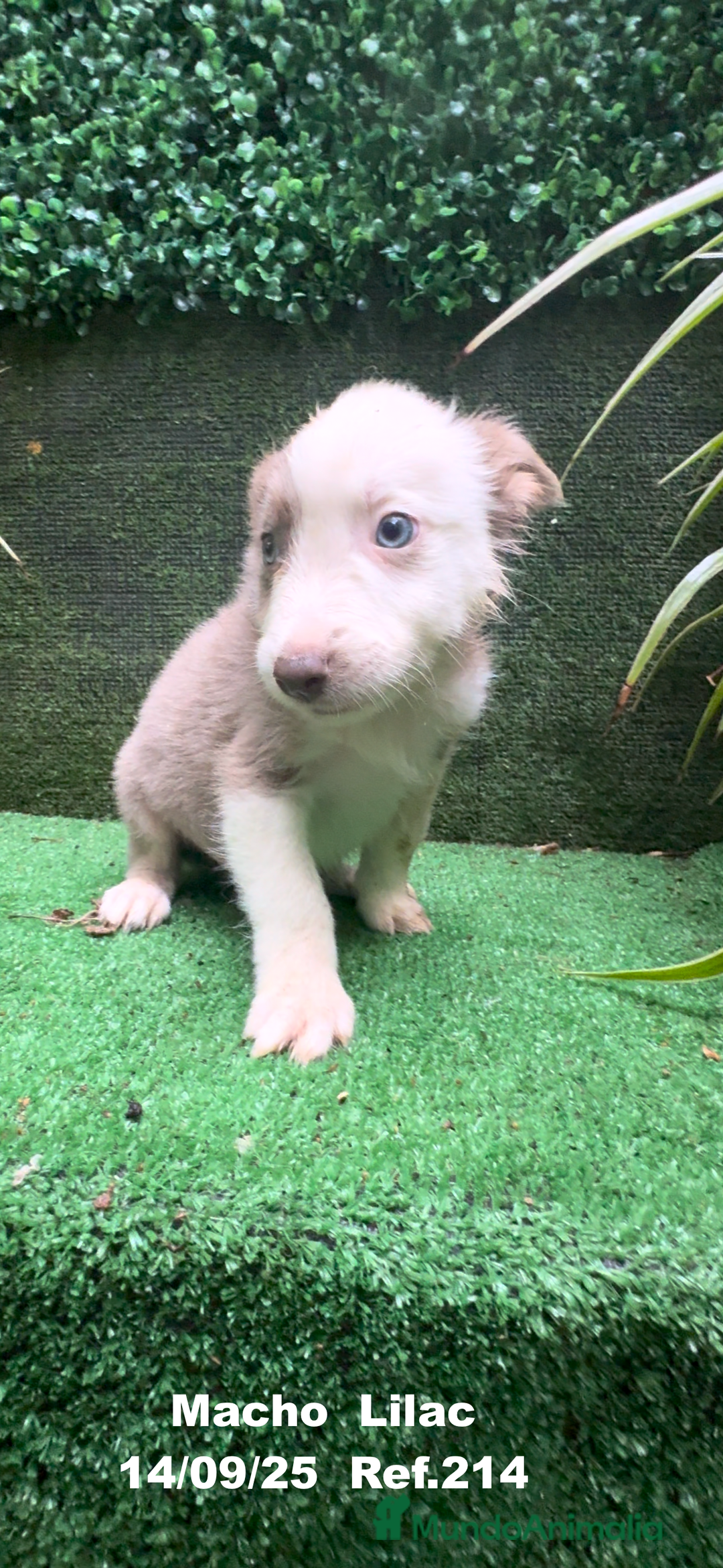 Border Collie perros en venta: BORDER COLLIE color lilac - Imagen 31