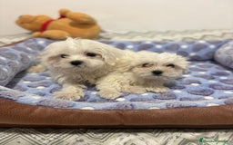 Bichón Maltés perros en venta: Bichon maltés toy  - Imagen 4