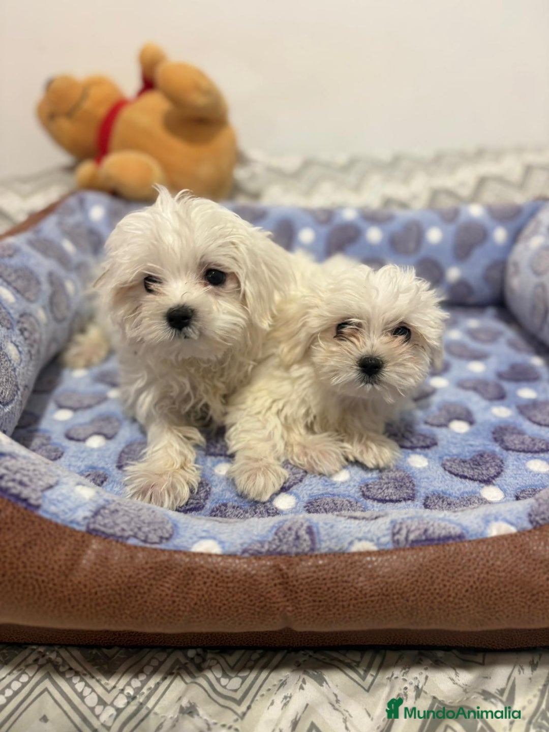 Bichón Maltés perros en venta: Bichon maltés toy  - Imagen 4