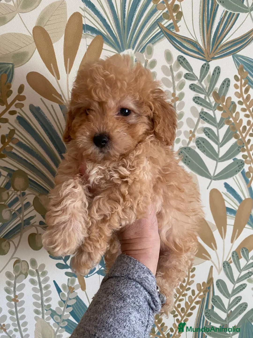 Caniche Toy perros en venta: Precio y fotos reales en Madrid - Anuncio 1