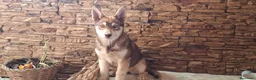 Husky Siberiano perros en venta: Husky siberiano - Anuncio 3
