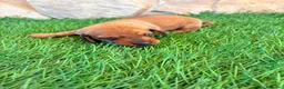 Teckel Miniatura perros en venta: Teckel miniatura rojizo - Anuncio 5