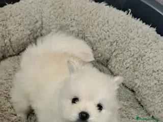 Pomerania perros Pomerania lulu Toy super chatos línea rusa - Anuncio 2