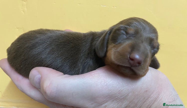 Teckel perros Teckel kaninchen - miniatura en Ciudad Real - Anuncio 3