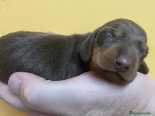 Teckel perros Teckel kaninchen - miniatura en Ciudad Real - Anuncio 3