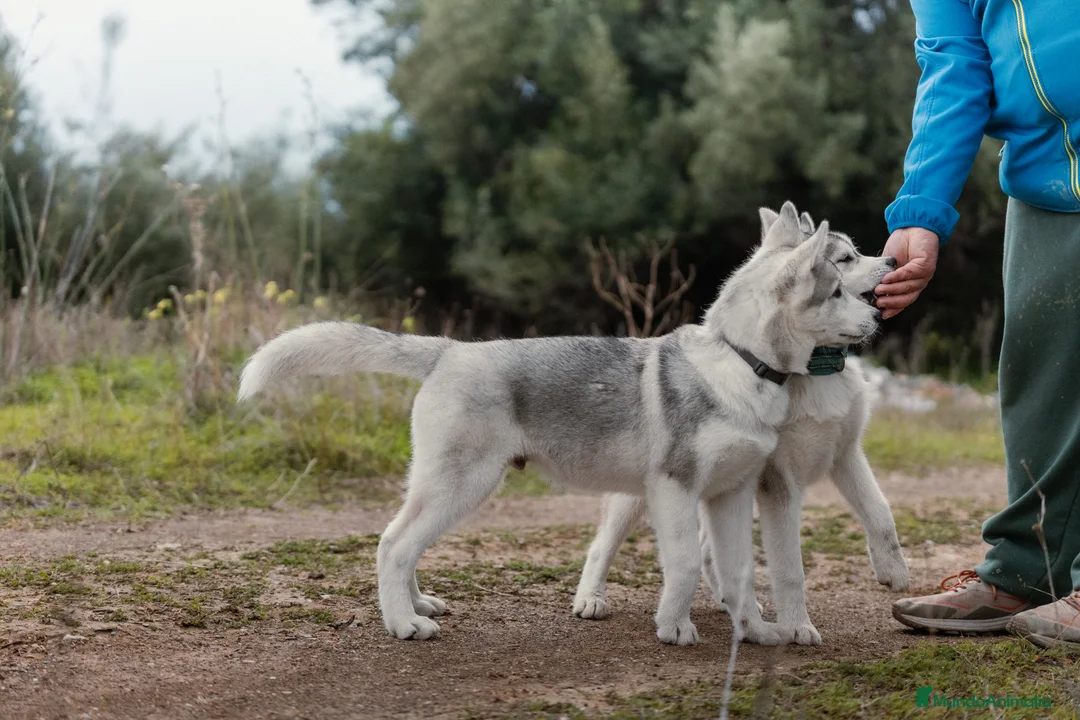Husky Siberiano perros en venta: Macho  - Anuncio 4