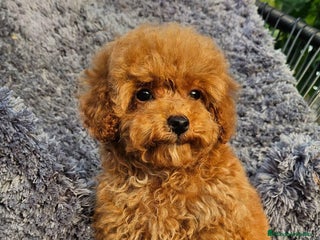 Caniche Toy perros en Málaga - Anuncio 24