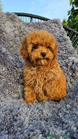 Caniche Toy perros en Málaga - Anuncio 16