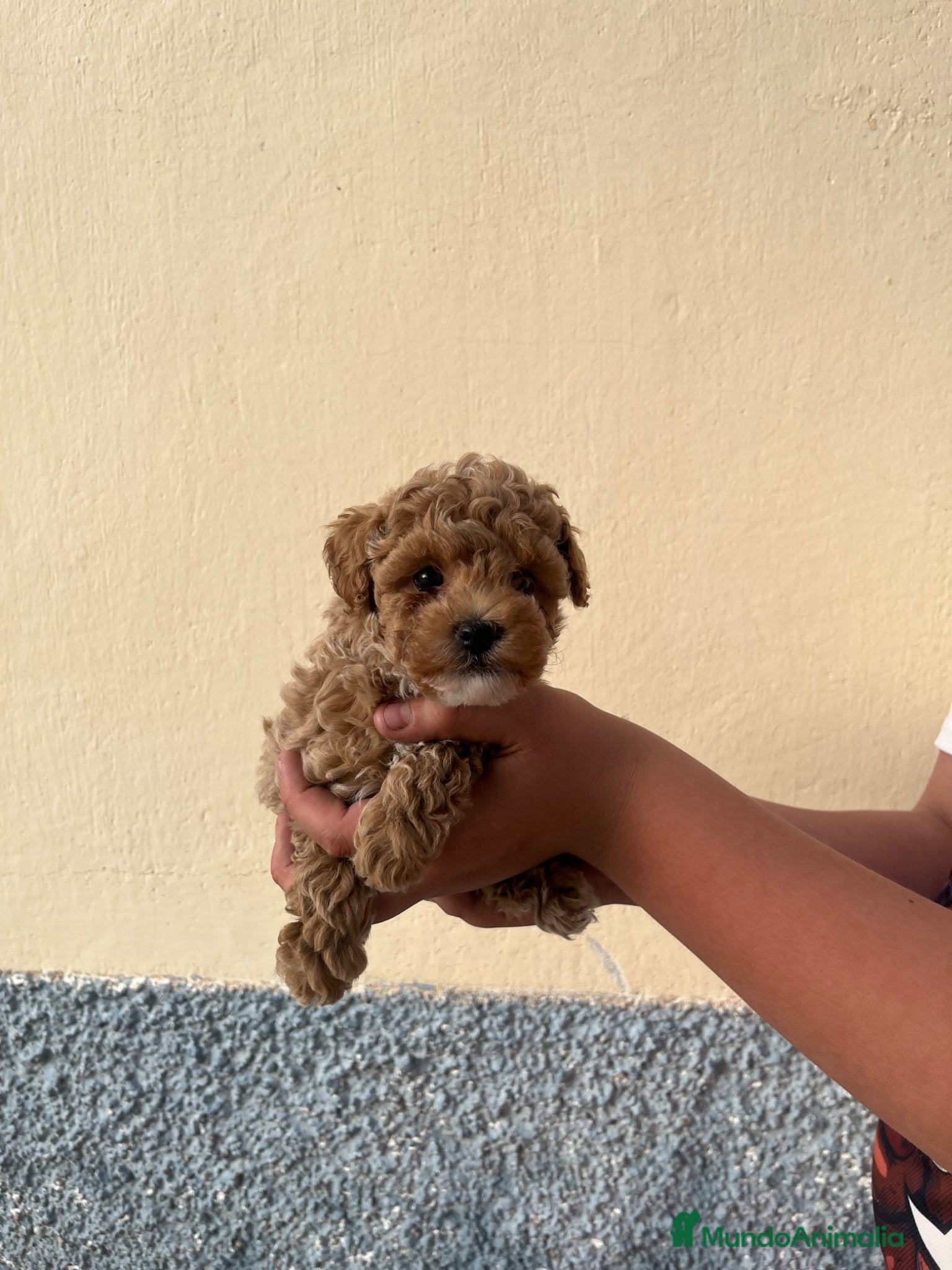 Caniche Toy perros Caniche toy - Anuncio 2